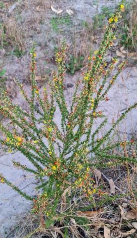 Aspalathus spinosa subsp. spinosa stiff, sparse stems